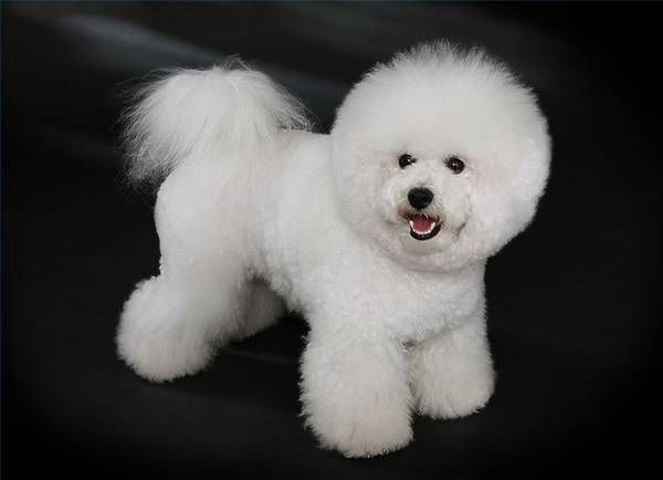 Frytki Bichon