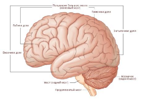 Mózg.  Półkula mózgu