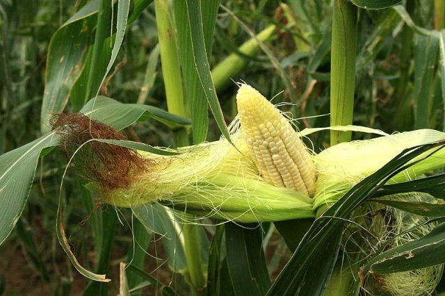 Stygmaty kukurydzy