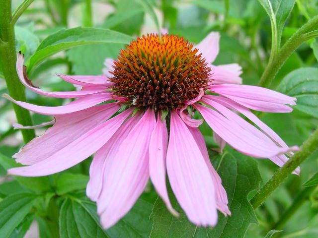 Echinacea na przeziębienia może pomóc, wzmocnienie odporności i nie może mieć żadnego wpływu na organizm. 