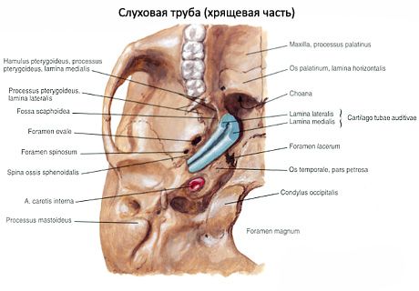 Trąbka słuchowa (trąbka eustachijska)