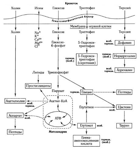 Sposoby wymiany mediatorów i rola bariery krew-mózg w metabolizmie (na: Shepherd, 1987)