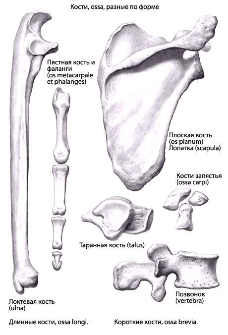 Rodzaje kości