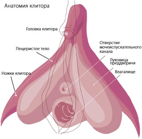 Anatomia łechtaczki