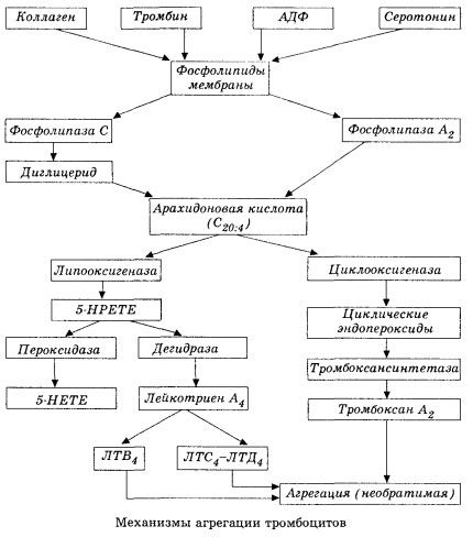 Początkowy etap hemocoagulacji i mechanizm miejscowej homeostazy hemocoagulacji