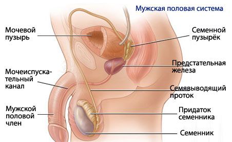 Anatomia i fizjologia męskiego układu rozrodczego