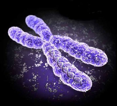 Przyczyną migreny jest mutacja chromosomu X.