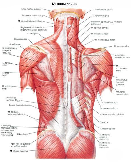 Mięśnie pleców