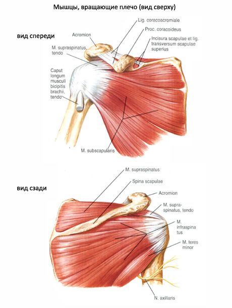 Mięśniowe i podostre mięśnie