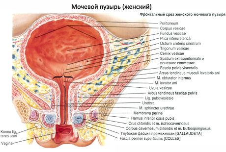 Pęcherz (urologia z pęcherza moczowego)