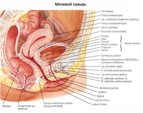 Pęcherz (urologia z pęcherza moczowego)