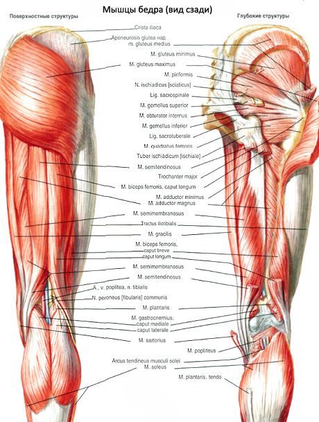 Górne i dolne bliźniacze mięśnie 