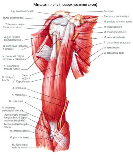 Ramię bicepsa (bicepsy na ramieniu)
