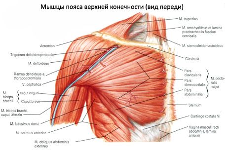 Mięsień mięśnia naramiennego