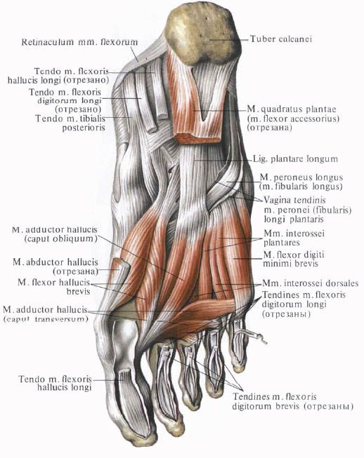 Mięśnie stopy