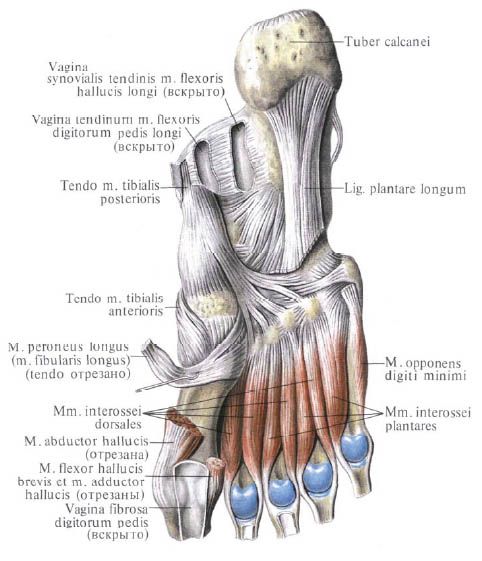 Mięśnie stopy