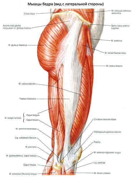Mięśnie miednicy (mięśnie obręczy miednicy)
