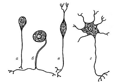 Rodzaje komórek nerwowych