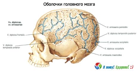 Skorupy mózgu