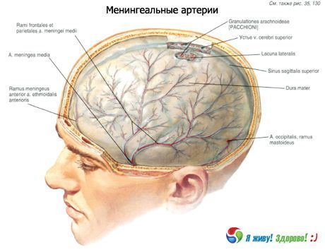 Mózgowe tętnice
