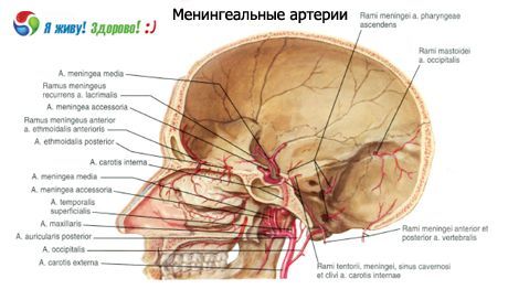 Mózgowe tętnice