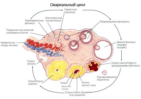 Ovogenesis.  Cykl miesiączkowy