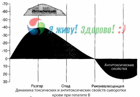 Patogeneza zapalenia wątroby typu B