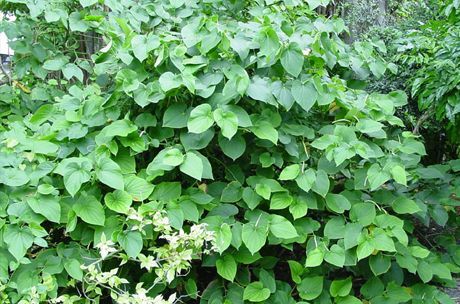 Cava wytwarzana jest z korzenia krzewu (Piper methysticum)