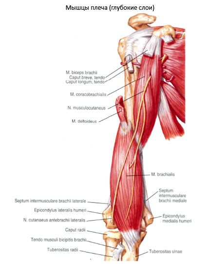 Mięsień żółciopochodny (m.coracobrachialis)