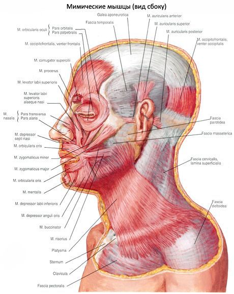 Mięśnie podskórne szyi (platysma)