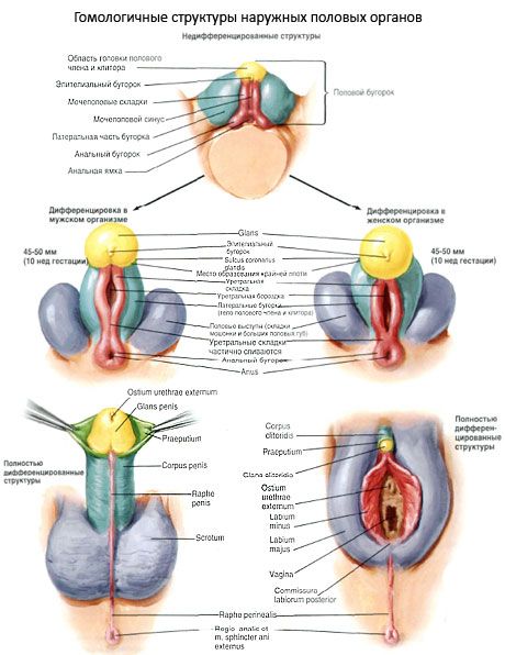 Homologiczne struktury zewnętrznych narządów płciowych