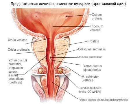 Prostata (gruczoł krokowy)