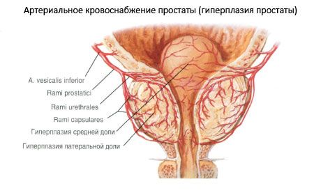 Naczynia i nerwy prostaty