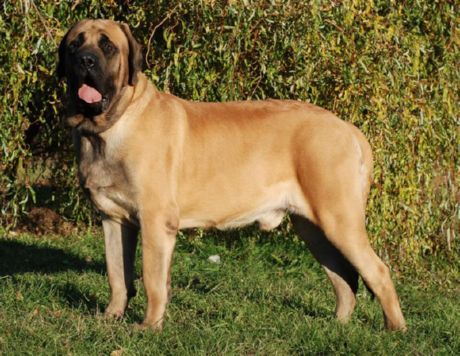 Old English Mastiff