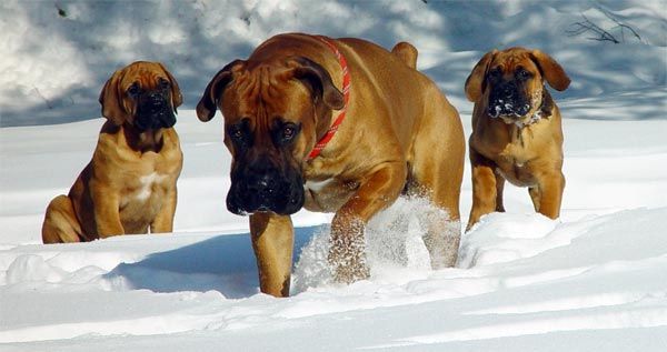 Mastif południowoafrykański lub Boerboel