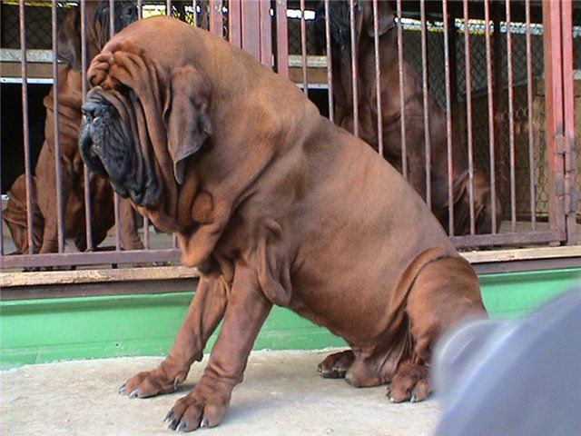 Koreański mastiff