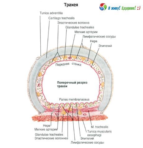 Tchawica.  Struktura błony śluzowej tchawicy