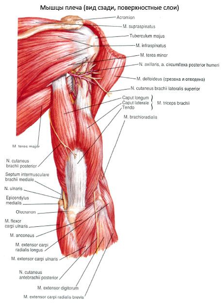 Mięsień trójgłowy brachialis (trójprętka pecula)