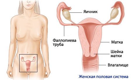 Anatomia i fizjologia kobiecego układu rozrodczego