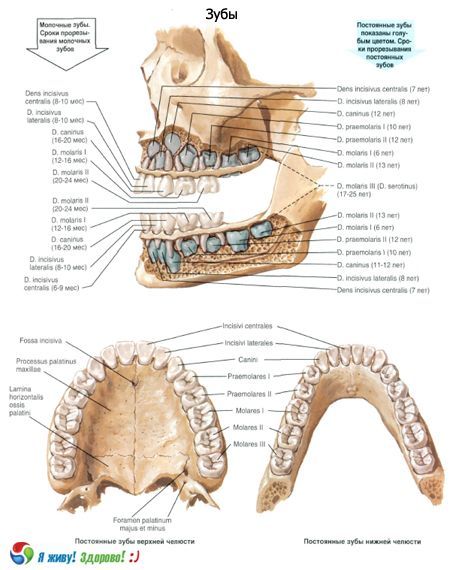 Zęby.  Struktura zęba